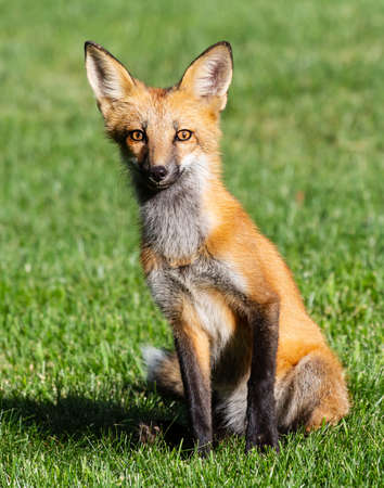 Red Fox Sitting in Grass. Colorado urban wildlife