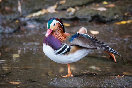 The beautiful mandarin duck.の写真素材