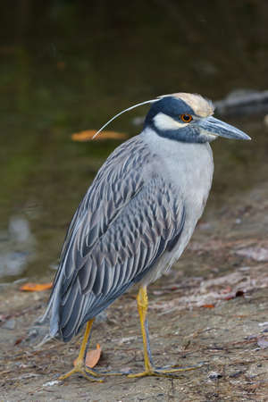 Wildlife of Florida. Yellow-crowned Night Heron.