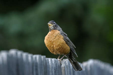 Suburban Wildlife - Robin sitting on a fence with green trees for a backgroundの写真素材