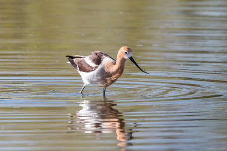 American Avocet. Searching for food near the shore of a shallow lake.の写真素材
