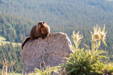 Marmots are common in the Rocky Mountains and are very sociable animals. They are related to squirrels.の写真素材