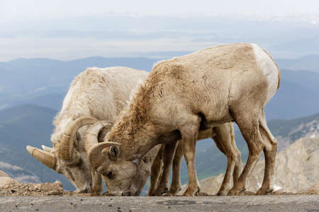 Wild Bighorn Sheep in the Rocky Mountains of Colorado. Mammals of Coloradoの写真素材
