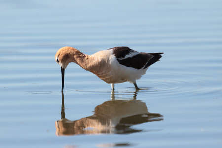 American Avocet. Searching for food near the shore of a shallow lake.の写真素材