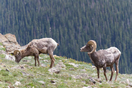 Wild Bighorn Sheep in the Rocky Mountains of Colorado. Mammals of Coloradoの写真素材