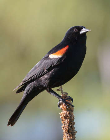 Red-winged Blackbird Perched on a Cat Tail.