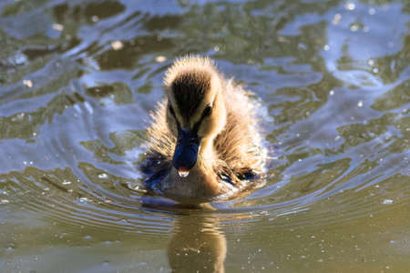 Mallard chick floating in a pond with drop of water drippiing from beak.の写真素材