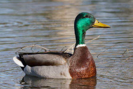 Wildlife of Colorado. Male Mallard Duck in Lake