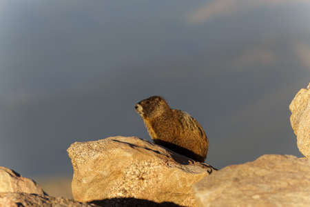 Marmots are common in the Rocky Mountains and are very sociable animals. They are related to squirrels.の写真素材