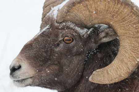 Bighorn Sheep in the Rocky Mountains of Colorado.
