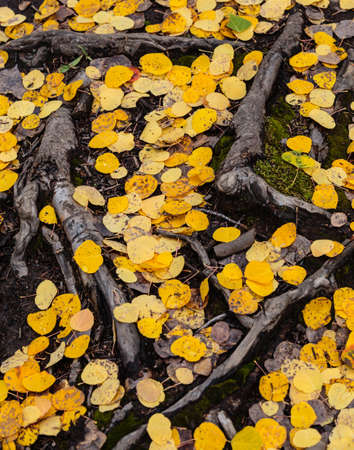 Aspen Leaves On Ground Around Tree Rootsの写真素材