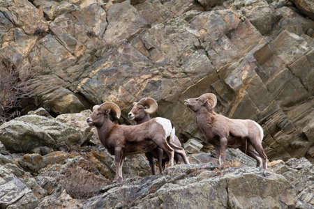 Wild Bighorn Sheep in the Rocky Mountains of Colorado.の写真素材