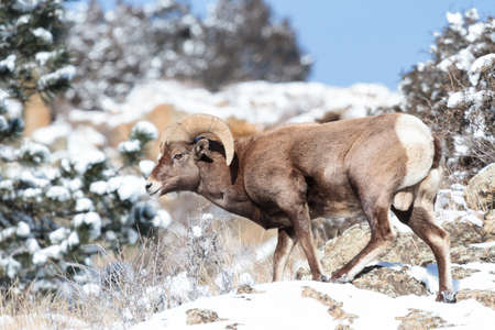 Wild Bighorn Sheep in the Rocky Mountains of Colorado.の写真素材