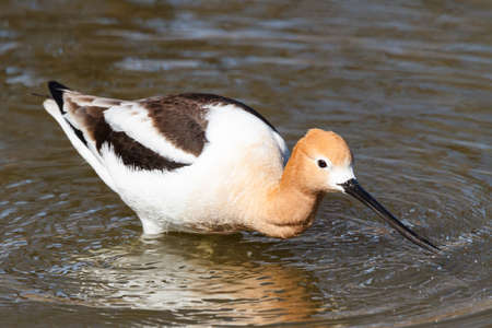 The American avocet is a large wader in the avocet and stilt family, the avocet spends much of its time foraging in shallow water or on mud flats, often sweeping its bill from side to side in water as it seeks its crustacean and insect preyの写真素材