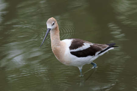 The American avocet is a large wader in the avocet and stilt family, the avocet spends much of its time foraging in shallow water or on mud flats, often sweeping its bill from side to side in water as it seeks its crustacean and insect preyの写真素材