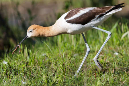 The American avocet is a large wader in the avocet and stilt family, the avocet spends much of its time foraging in shallow water or on mud flats, often sweeping its bill from side to side in water as it seeks its crustacean and insect preyの写真素材