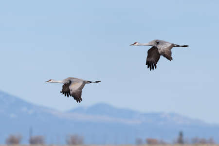 Greater sandhill cranes during their migration in Colorado.の写真素材