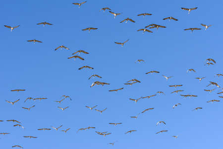Group of Flying Sandhill Cranes Near Monte Vista, Colorado.の写真素材