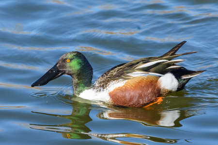 Male Northern Shoveler Duck Swimming in a Lake.の写真素材