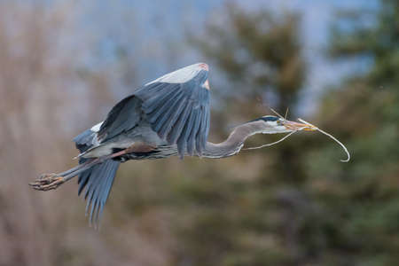 Great Blue Herons are large birds with wingspans up to six feet. The white species is more rare but can be found in Southern Florida.の写真素材