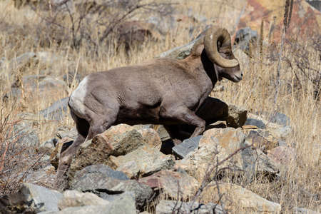 Wild Bighorn Sheep in the Rocky Mountains of Colorado.の写真素材