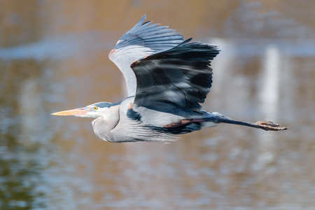The Great Blue Heron is a large wading bird most commonly found near bodies of water. They can be found year-round in most of the continental United States.の写真素材