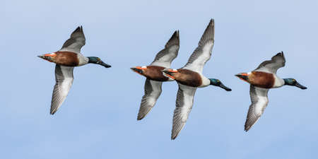 Northern Shovelers flying in formation.の写真素材