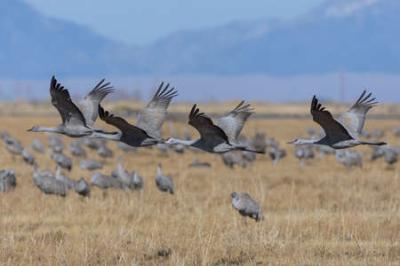 Sandhill Cranes during the Spring migration in Monte Vista, Colorado.の写真素材