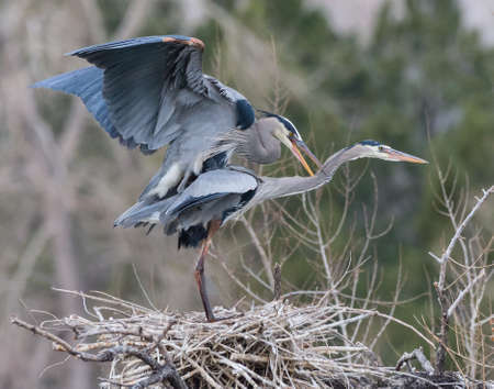 Great Blue Herons are large birds with wingspans up to six feet.の写真素材
