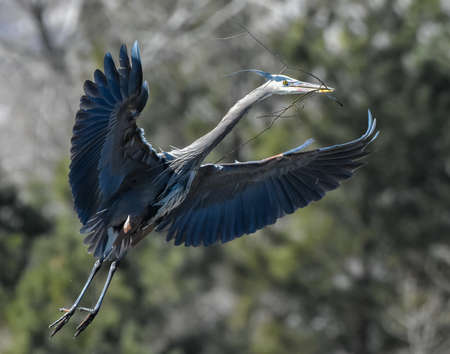 Great Blue Herons are large birds with wingspans up to six feet.の写真素材