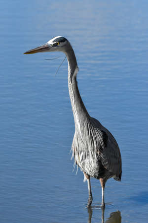 The Great Blue Heron is a large wading bird most commonly found near bodies of water. They can be found year-round in most of the continental United States.の写真素材