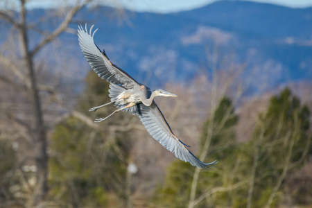 The Great Blue Heron is a large wading bird most commonly found near bodies of water. They can be found year-round in most of the continental United States.の写真素材