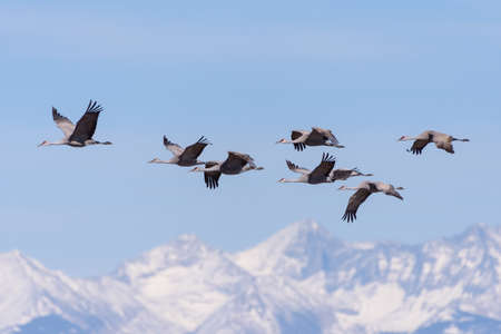 Sandhill Cranes during the Spring migration in Monte Vista, Colorado.の写真素材