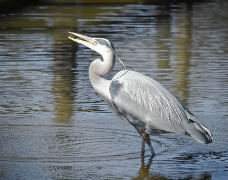 Great Blue Herons are large birds with wingspans up to six feet.の写真素材