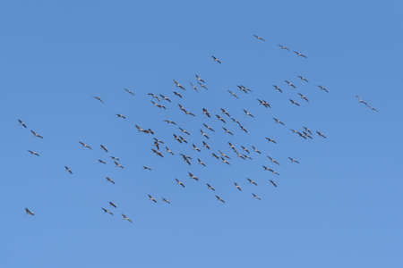 Large Flight of Sandhill Cranes Near Monte Vista, Colorado.の写真素材