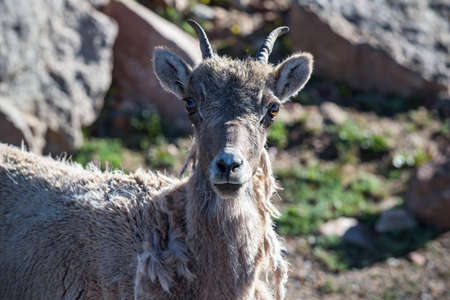 Colorado Rocky Mountain Bighorn Sheep in the Wild.の写真素材