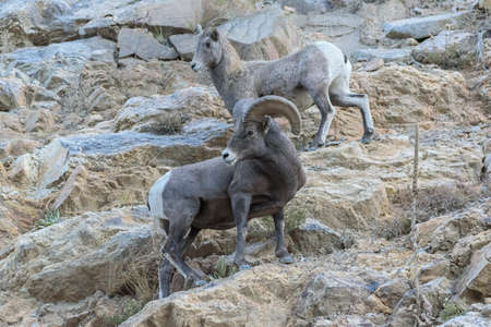Colorado Rocky Mountain Bighorn Sheep in the Wild.の写真素材