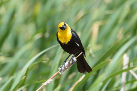 Yellow headed blackbird with a blurred background of a lake.の写真素材