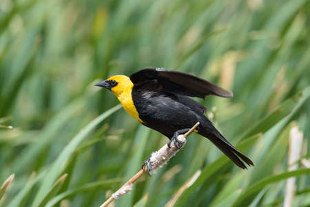 Yellow headed blackbird with a blurred background of a lake.の写真素材