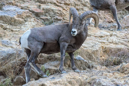 Colorado Rocky Mountain Bighorn Sheep in the Wild.