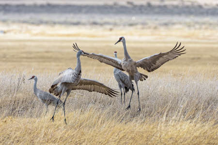 Sandhill Cranes during the Spring migration in Monte Vista, Colorado.の写真素材