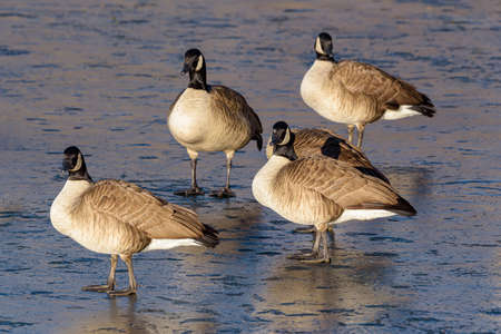 Migratory birds of Colorado. Canada Geese gathered on a frozen lake in winter.の写真素材