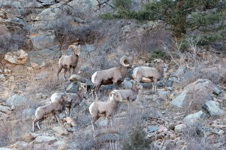 Wild Bighorn Sheep in the Rocky Mountains of Colorado.