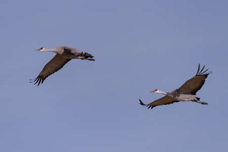 Sandhill Cranes during the Spring migration in Monte Vista, Colorado.の写真素材