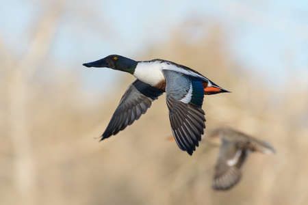 Northern Shovelers in Flight - American Waterfowl