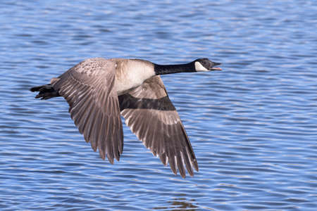 Canada Goose In Flight With Reflection