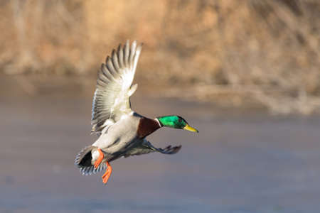Common Waterowl in Colorado. Male Mallard duck landing with spread wingsの写真素材