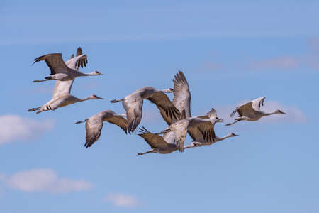 Sandhill Cranes during the Spring migration in Monte Vista, Colorado.の写真素材