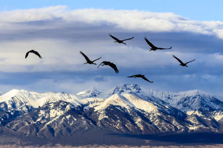 Group of Sandhill Cranes Near Monte Vista, Colorado.