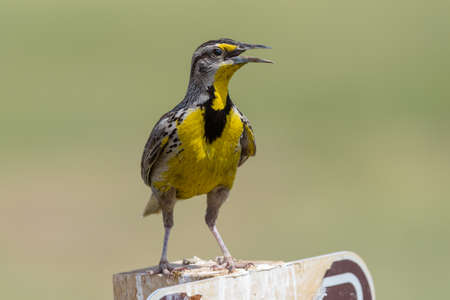 Wildlife of Colorado. Happy Meadowlark Singing its Song From a Fence Postの写真素材